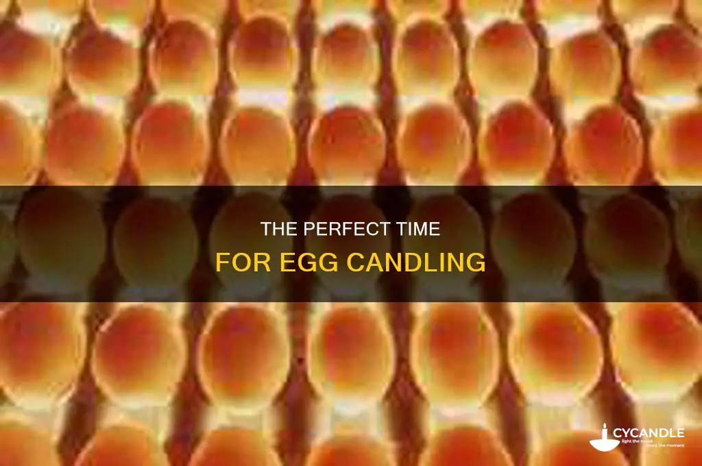 when should i egg candling