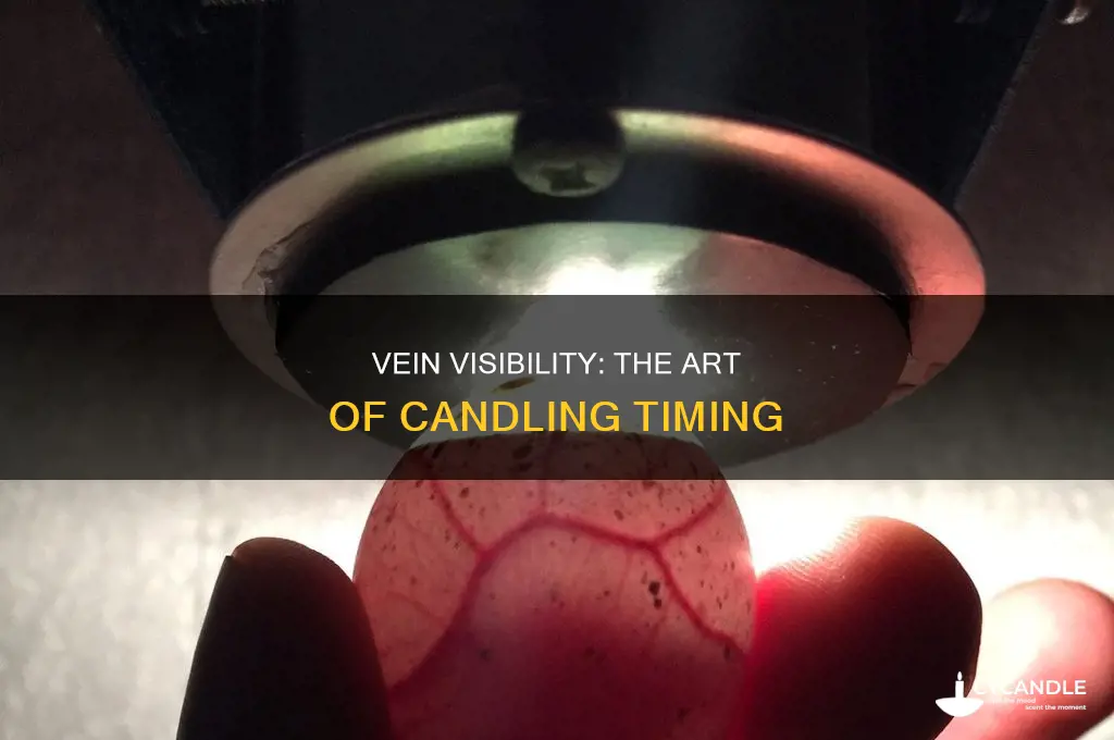 when should i see veins when candling