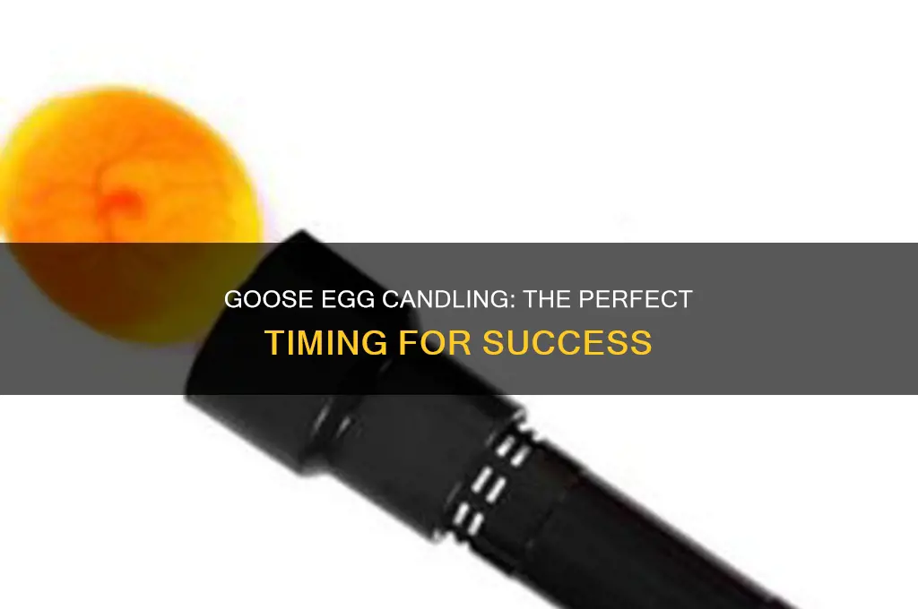 when should you candle goose eggs