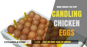 Candling Chicken Eggs: When to Stop for Optimal Hatching