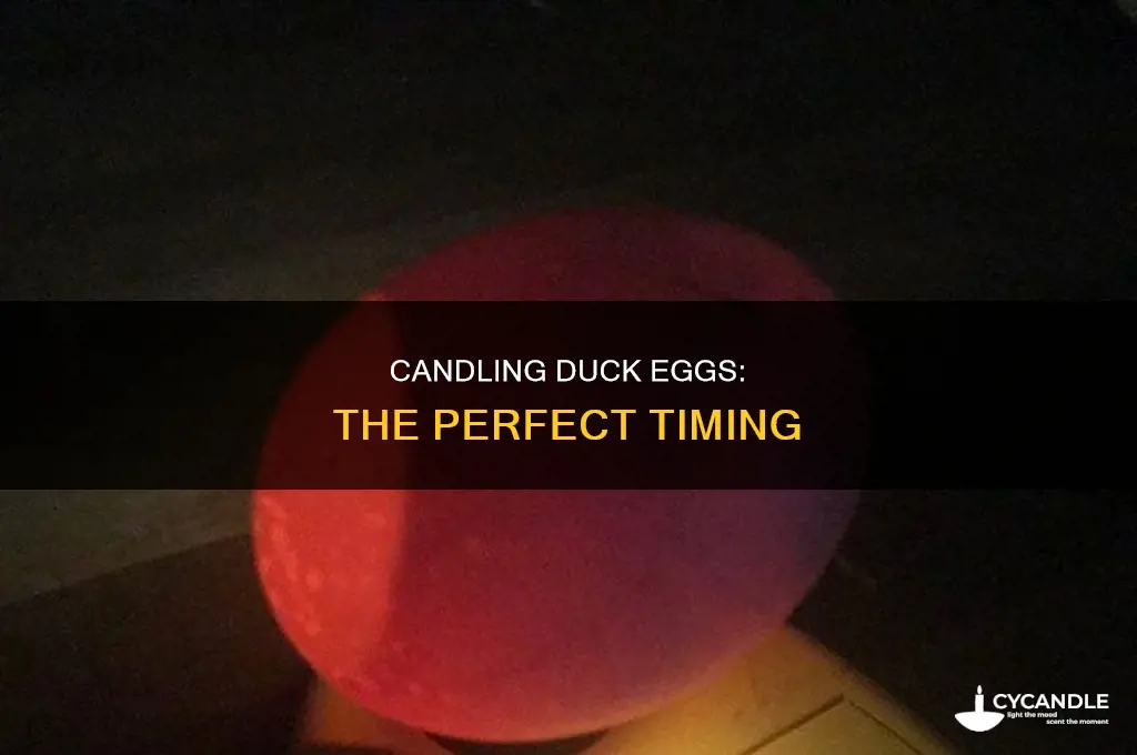when should ypu candle duck egga