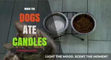 Wax-Eating Dogs: A Cautionary Tale of Candle Consumption