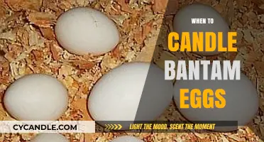 Best Time to Candle Your Bantam Eggs
