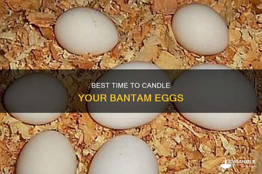 when to candle bantam eggs