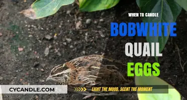 Candling Bobwhite Quail Eggs: The Optimal Timing Guide