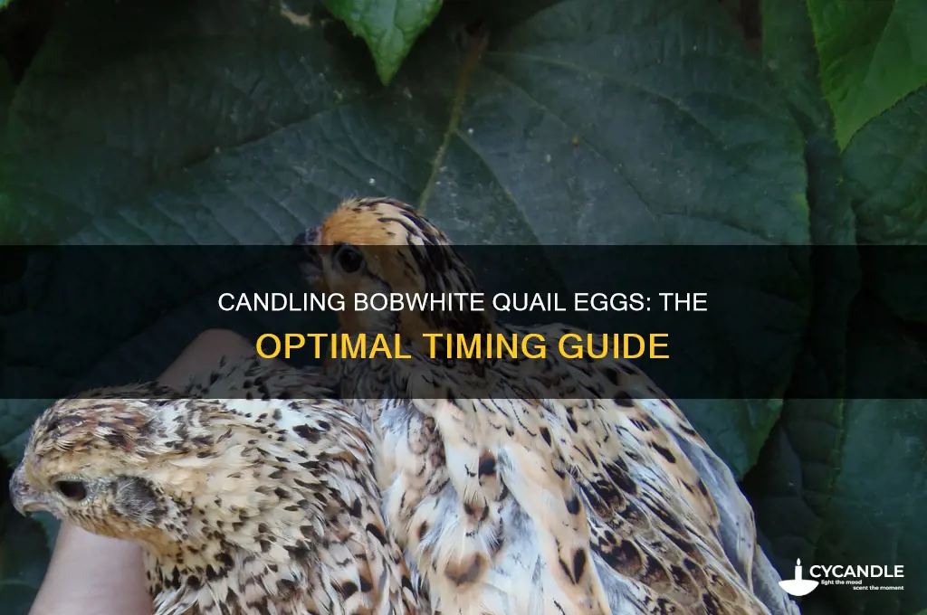 when to candle bobwhite quail eggs