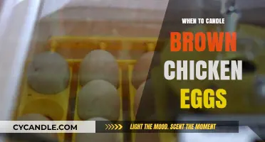 Candling Brown Chicken Eggs: The Perfect Timing Guide