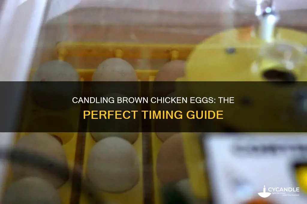 when to candle brown chicken eggs