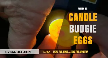 Candling Budgie Eggs: The Perfect Timing Guide