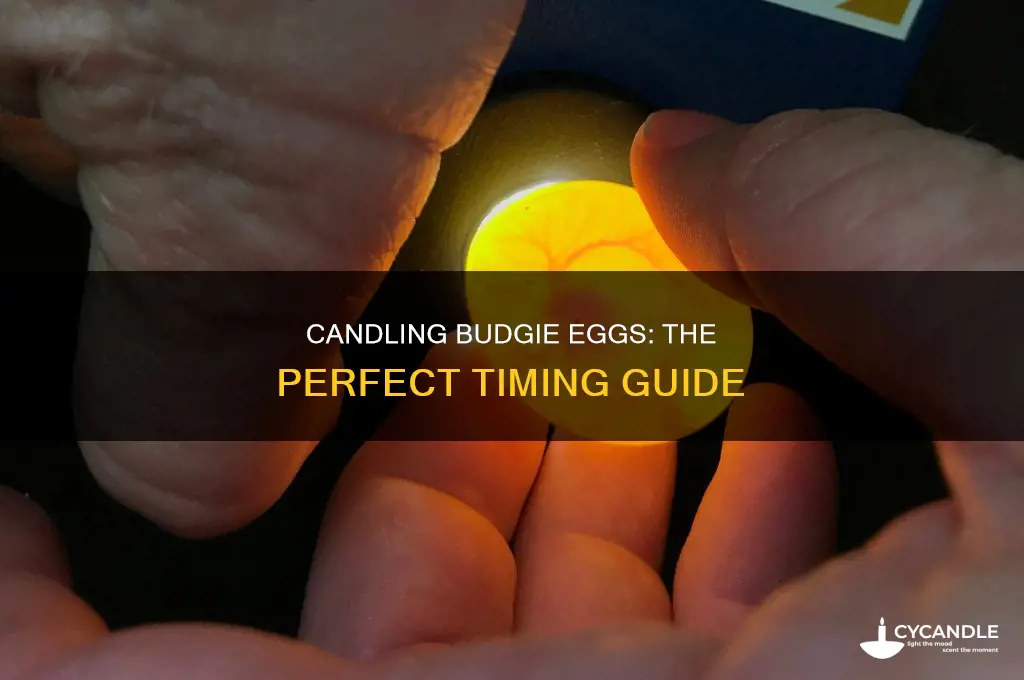 when to candle budgie eggs