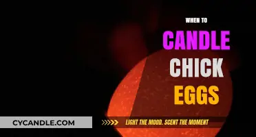 Candling Chick Eggs: The Perfect Timing Guide