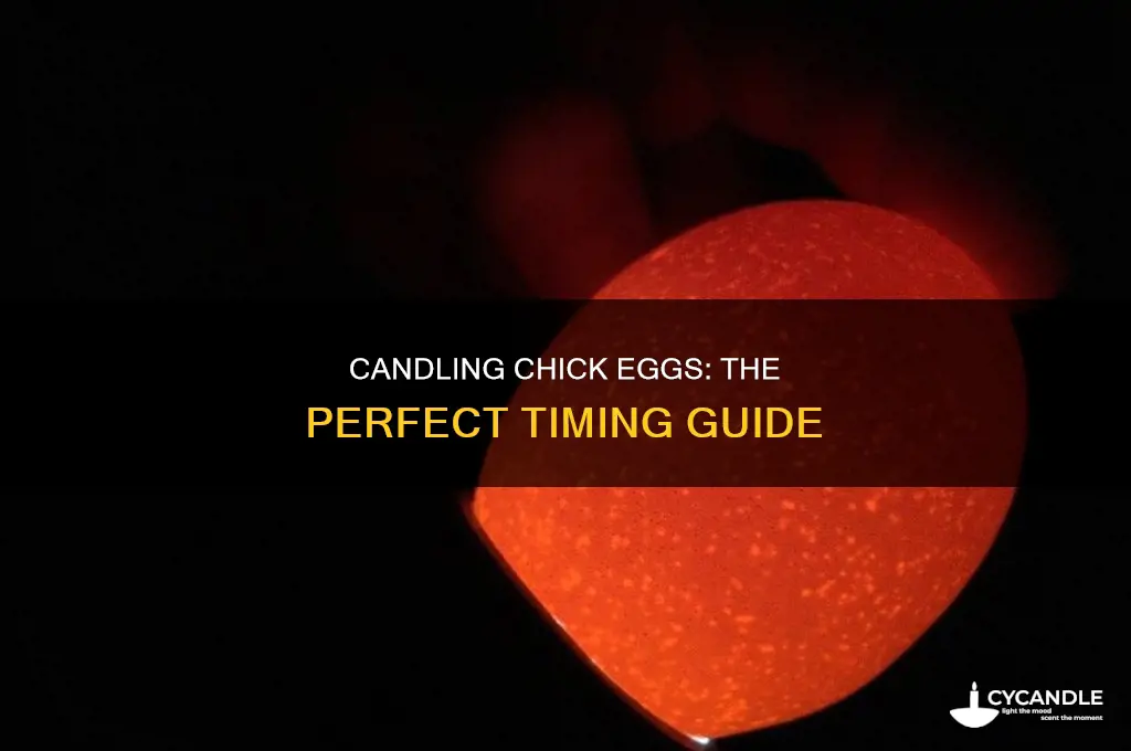 when to candle chick eggs