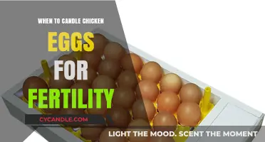 Candling Chicken Eggs: When to Check for Fertility