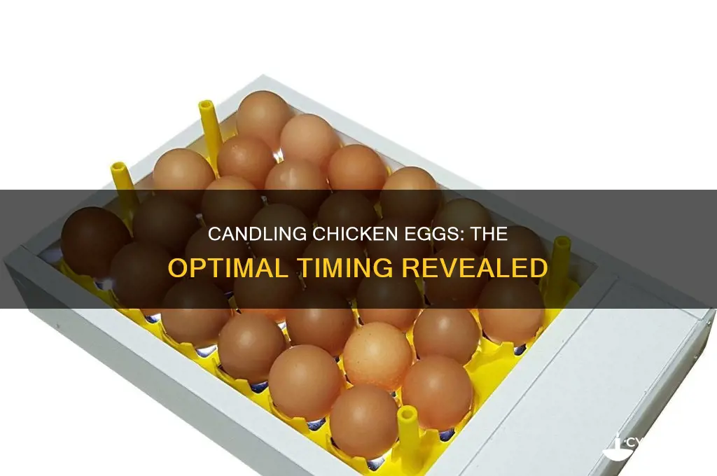 when to candle chickeneggs