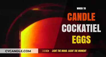 The Perfect Time to Candle Cockatiel Eggs