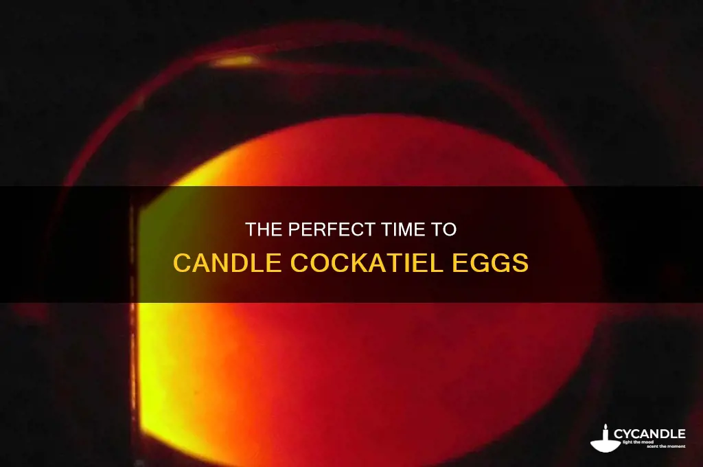 when to candle cockatiel eggs
