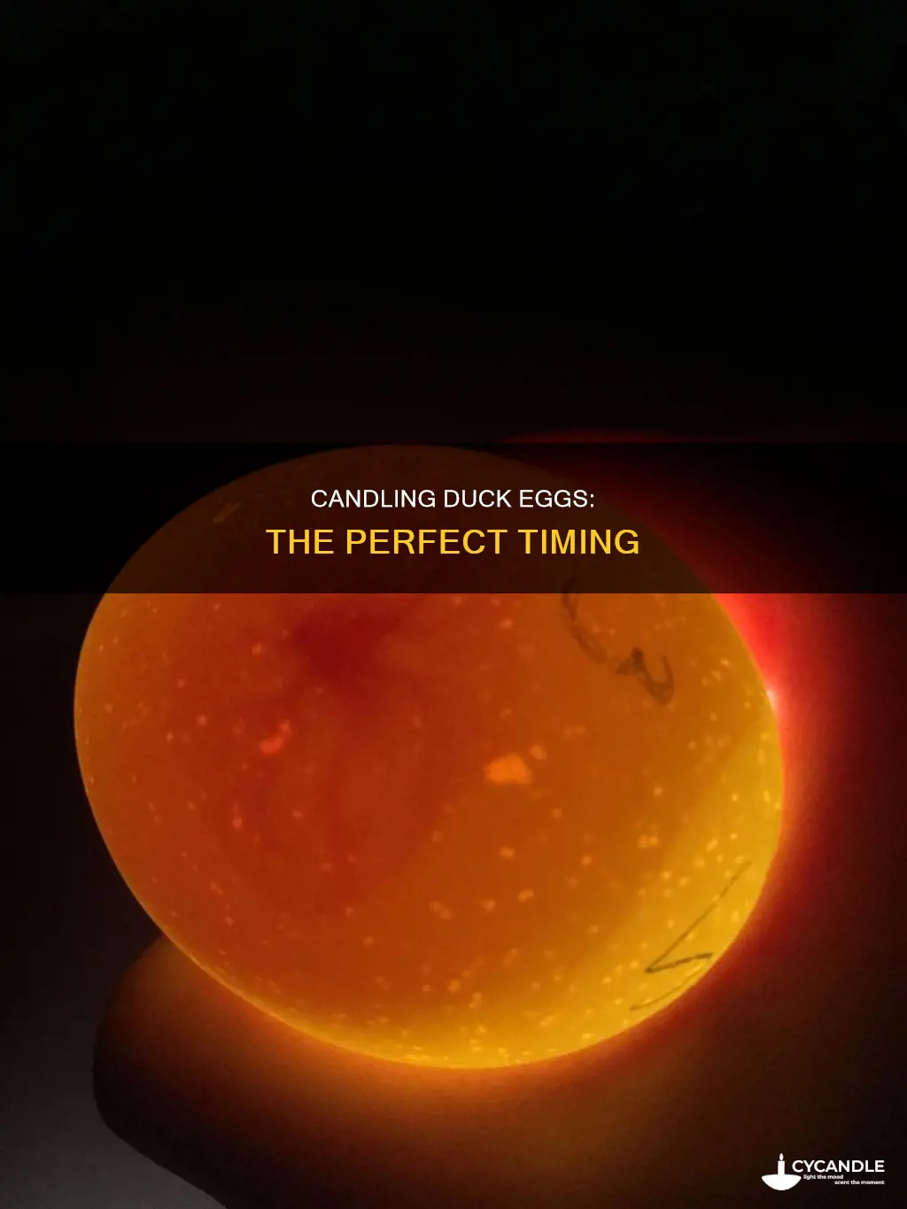 when to candle duck eggs