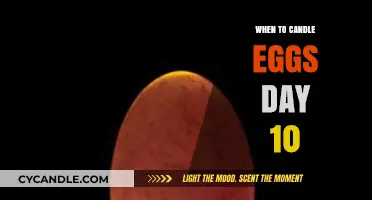 Candling Eggs: The Perfect Timing Revealed