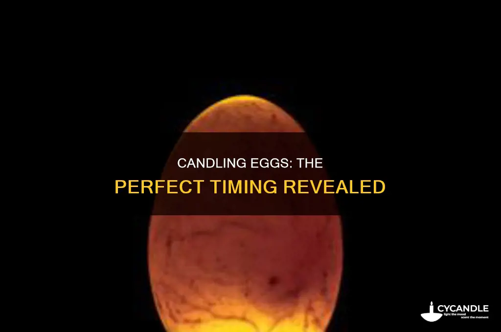when to candle eggs day 10