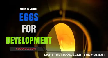 Candling Eggs: The Right Time for Development Check