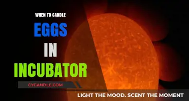 Candling Eggs: The Optimal Time for Incubator Success
