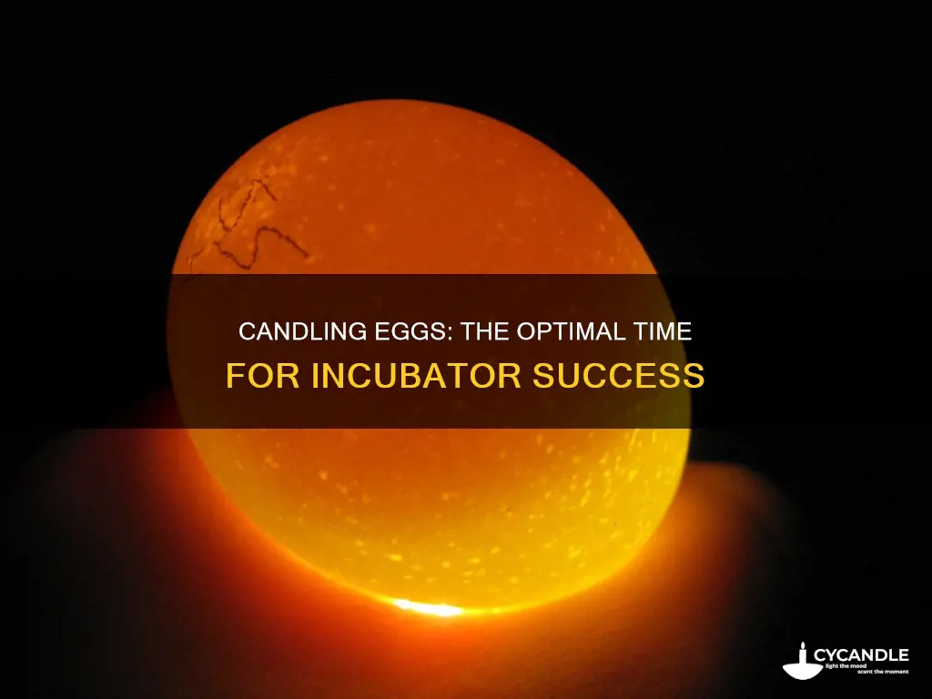 when to candle eggs in incubator
