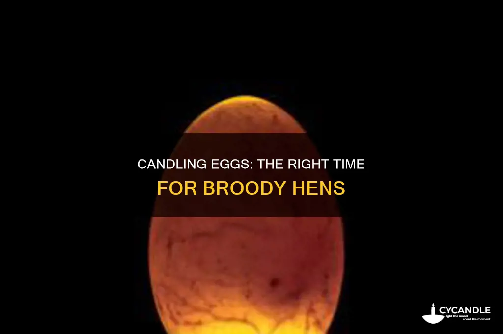 when to candle eggs under a broody hen