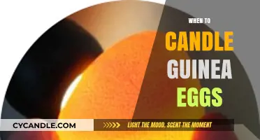 Candling Guinea Eggs: The Optimal Timing