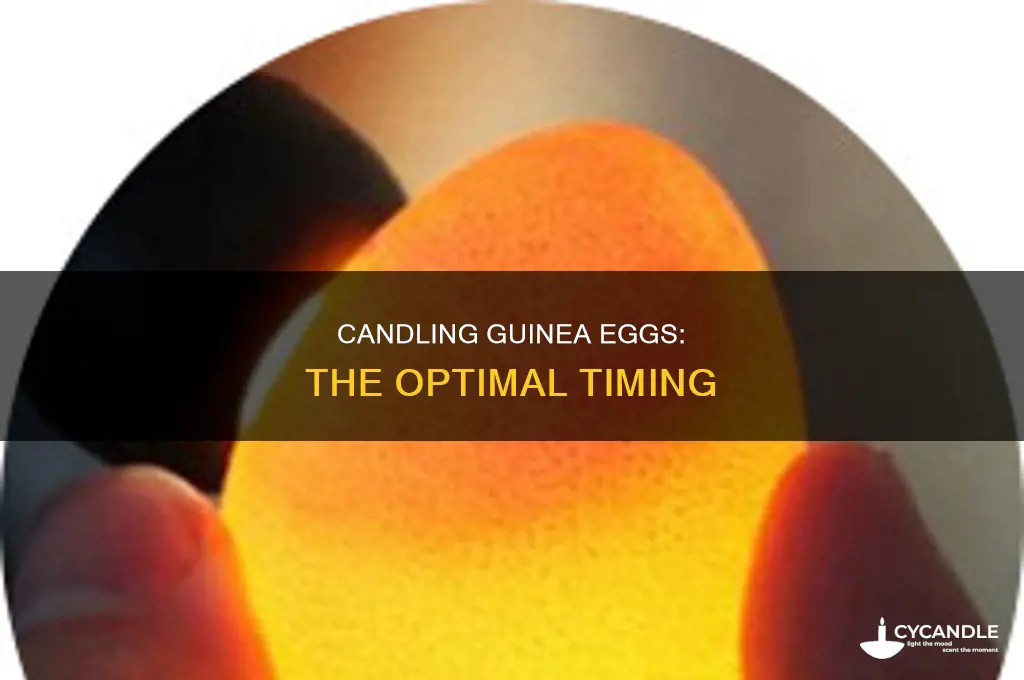 when to candle guinea eggs