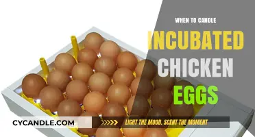 Candling Chicken Eggs: The Optimal Time to Candle