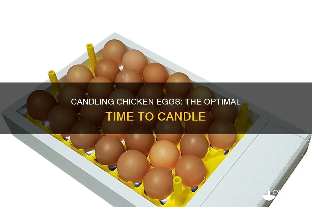 when to candle incubated chicken eggs