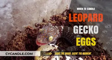 Incubating Gecko Eggs: The Perfect Timing for Candling