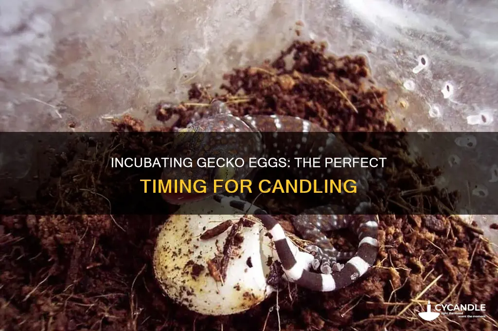 when to candle leopard gecko eggs