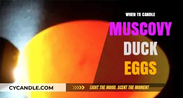 Candling Muscovy Duck Eggs: The Perfect Timing