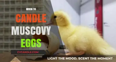Candling Muscovy Eggs: The Perfect Timing