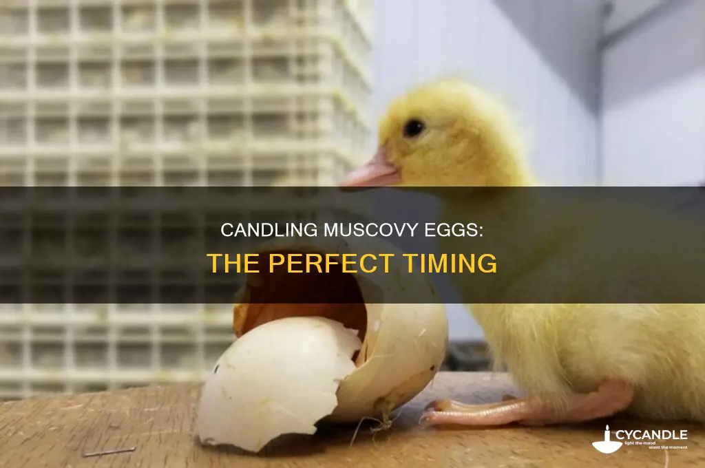 when to candle muscovy eggs