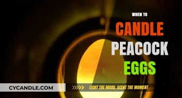 The Perfect Time to Candle Peacock Eggs