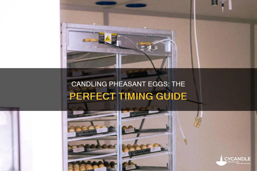 when to candle pheasant eggs