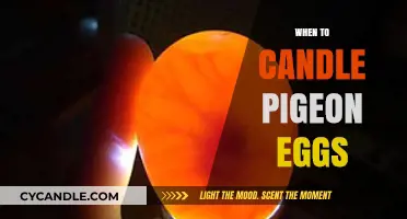 The Ultimate Guide: Candling Pigeon Eggs