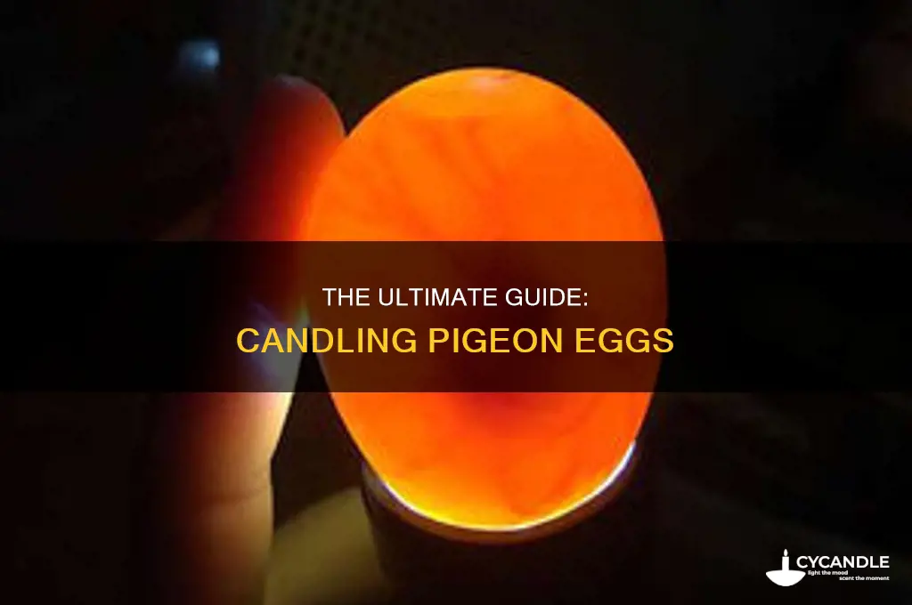 when to candle pigeon eggs