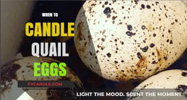 The Ultimate Guide: Candling Quail Eggs