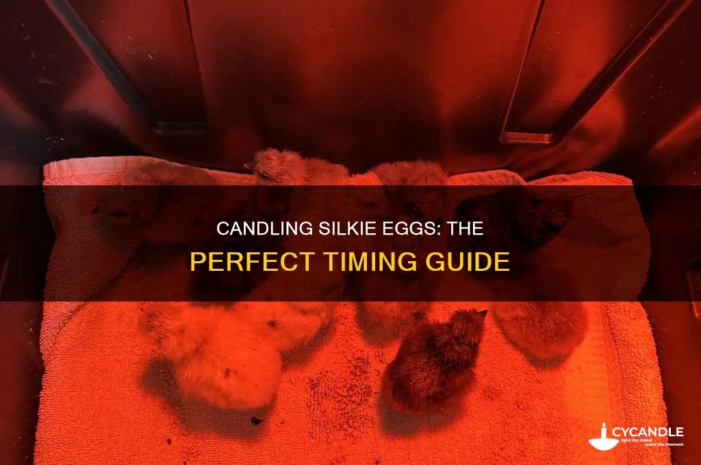 when to candle silkie eggs