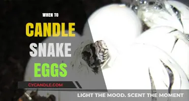 Candling Snake Eggs: The Perfect Timing
