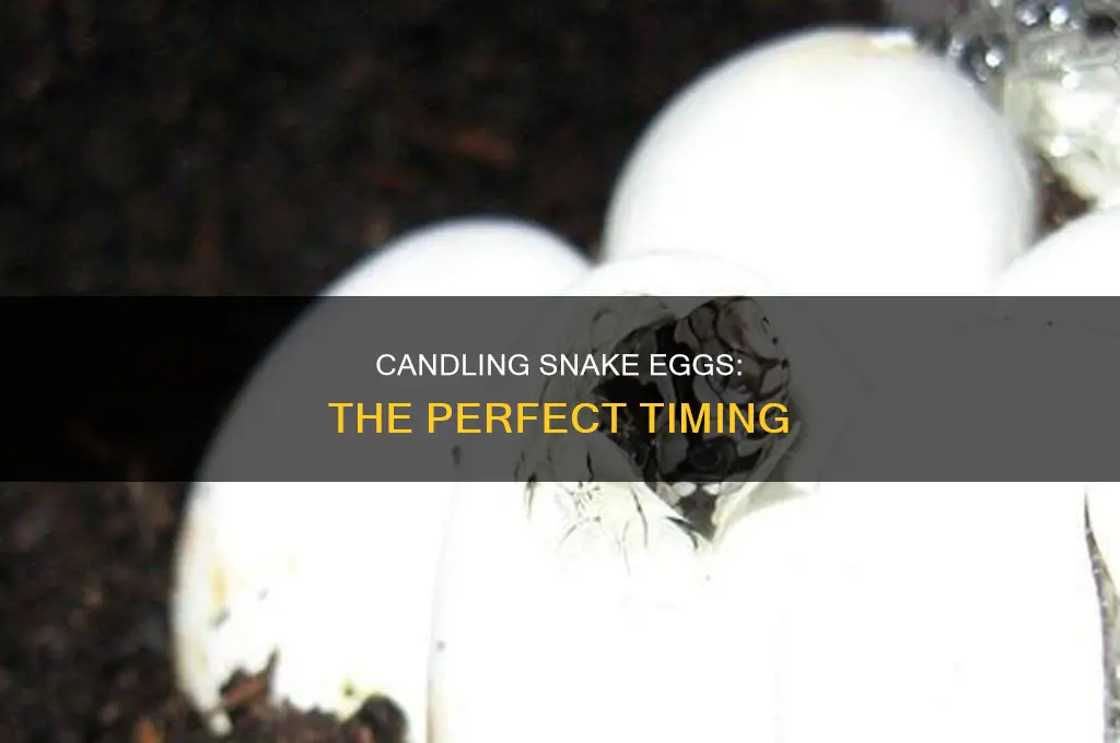 when to candle snake eggs