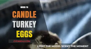 Candling Turkey Eggs: The Perfect Timing Guide