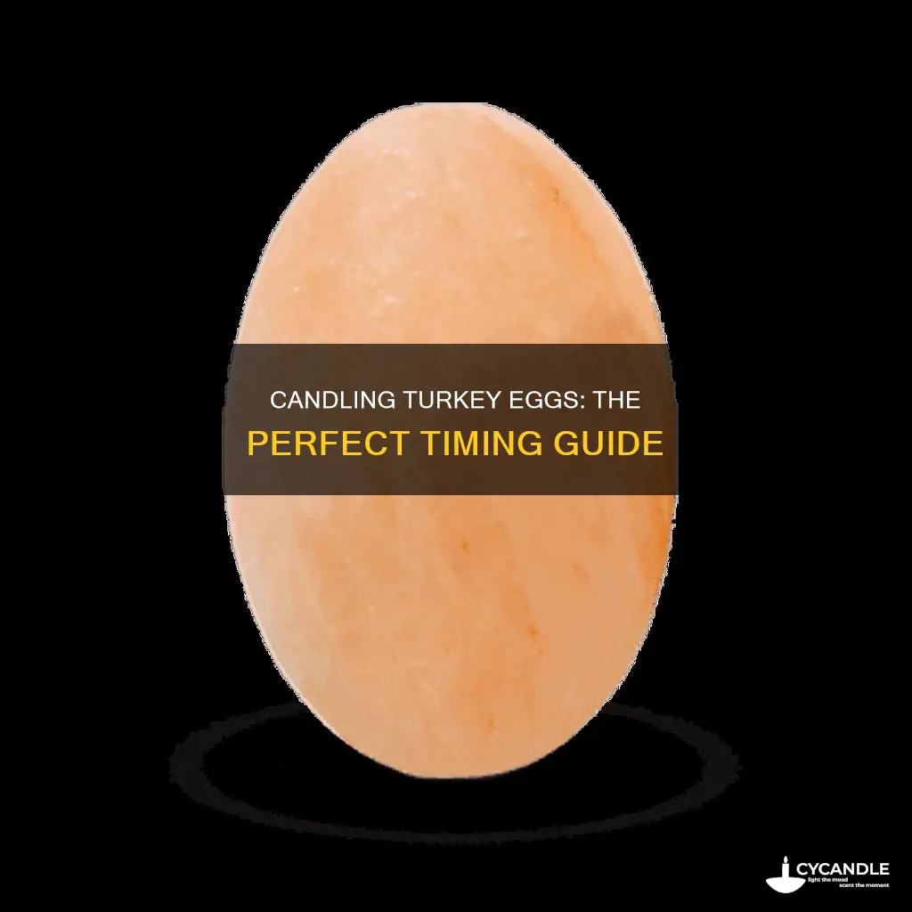 when to candle turkey eggs