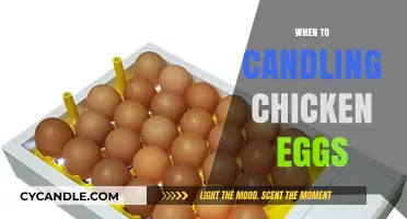 Candling Chicken Eggs: The Perfect Timing for Success