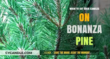 Trimming Your Bonanza Pine: The Right Time to Cut Back Candles