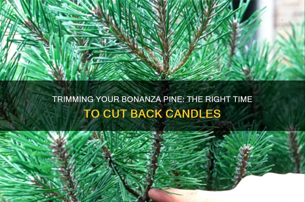 when to cut back candles on bonanza pine