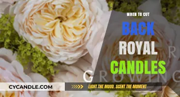 Spring Pruning: Royal Candles and the Perfect Timing